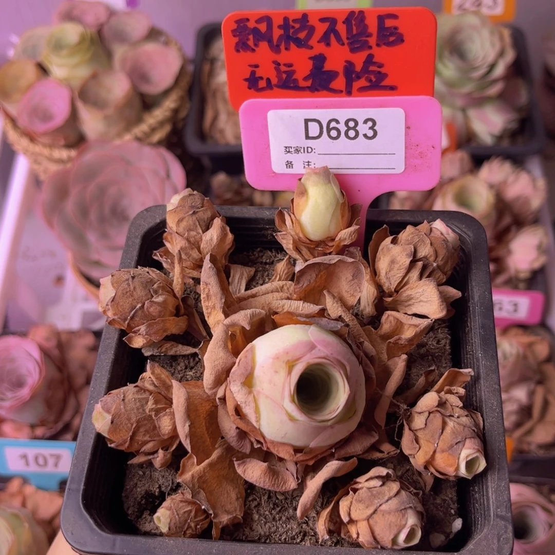 山地玫瑰一物一拍D683