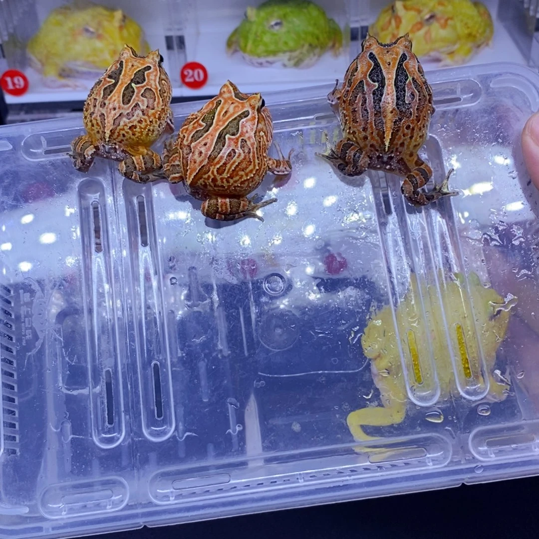 角蛙角蛙3-10cm闪购专享链接