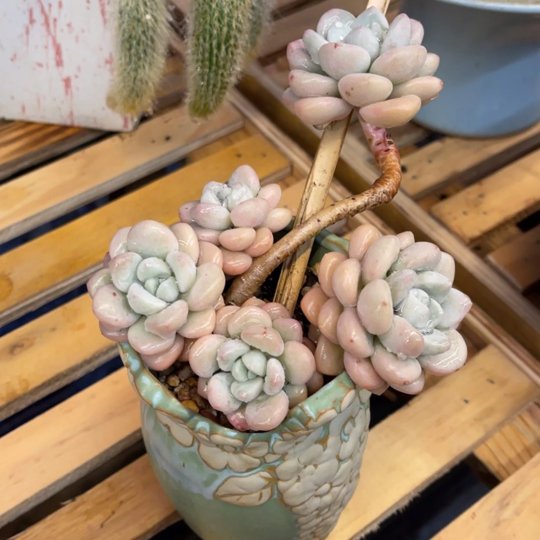 ?***?7373373838383838