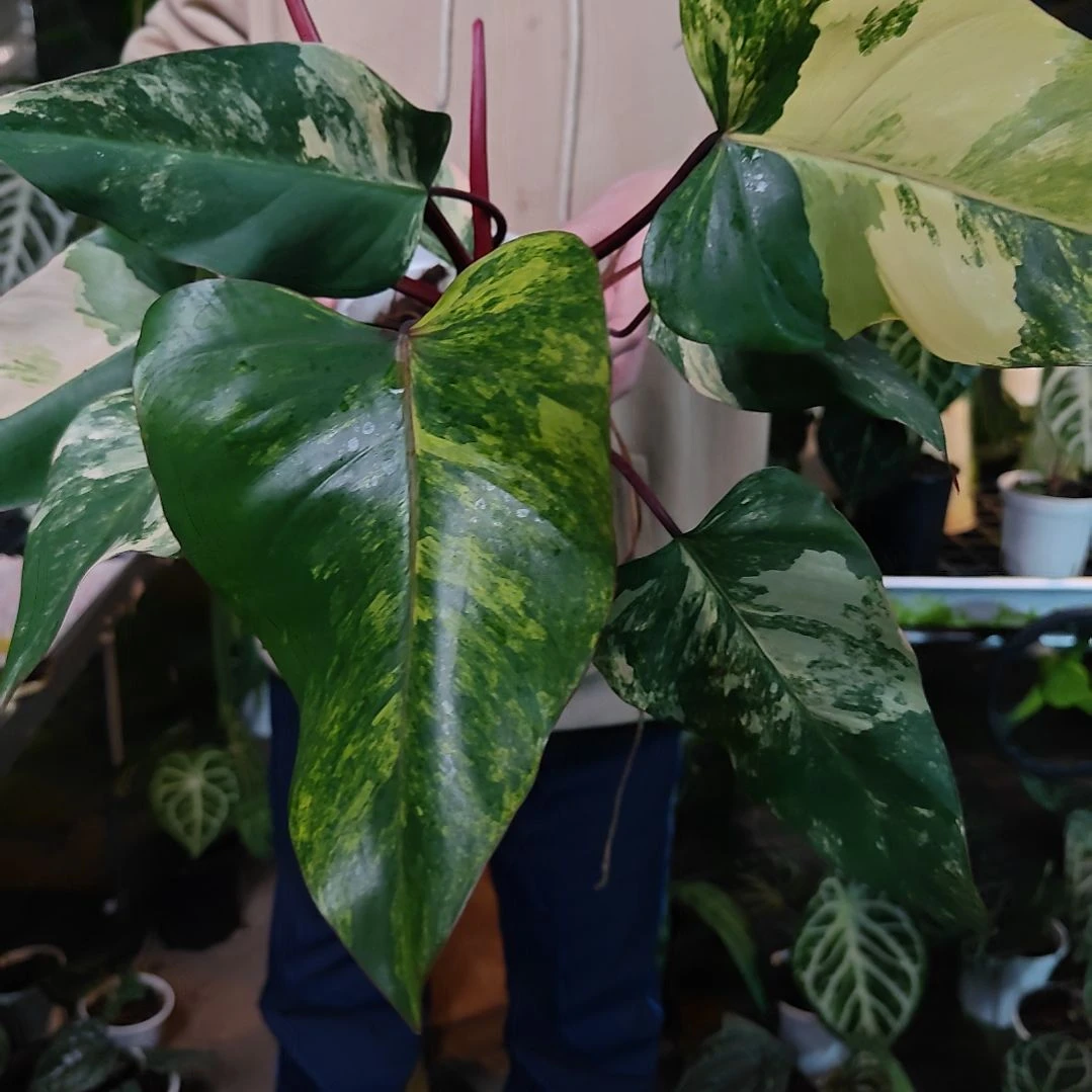 无花朵热带雨林植物，观叶植物！