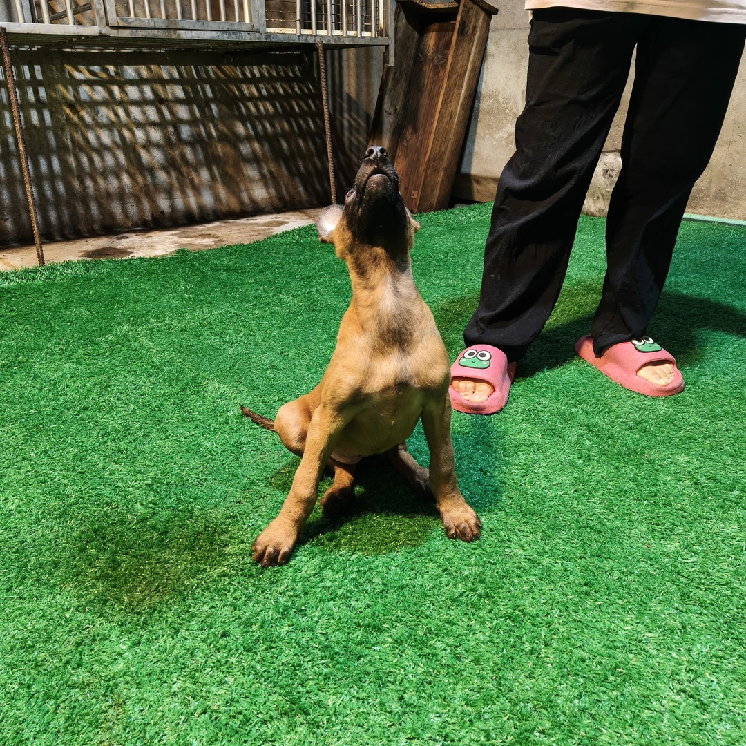 直播间可挑选的马犬幼犬活体
