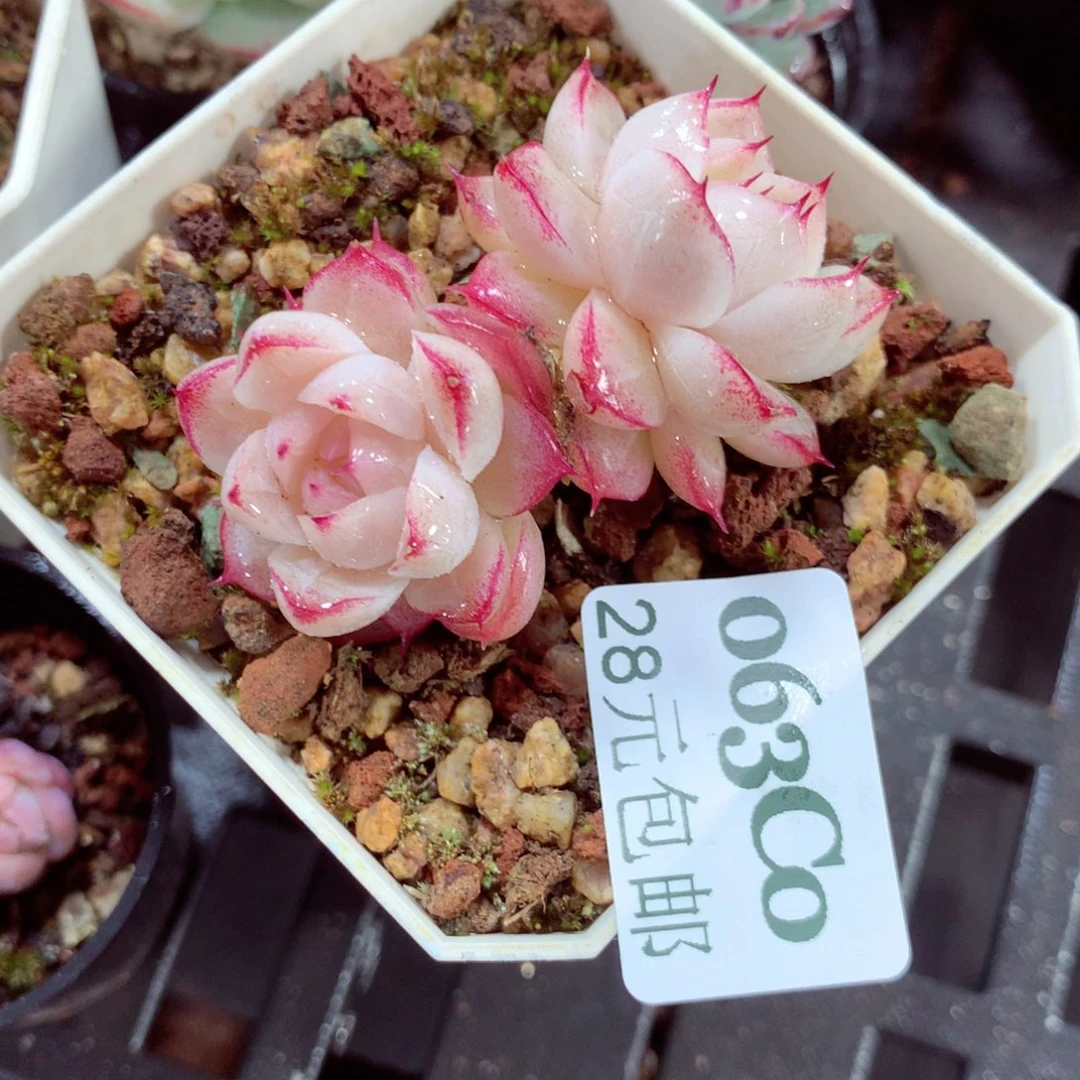 5厘米盆精控多肉063