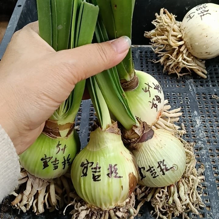 无花朵安吉拉5+发二个