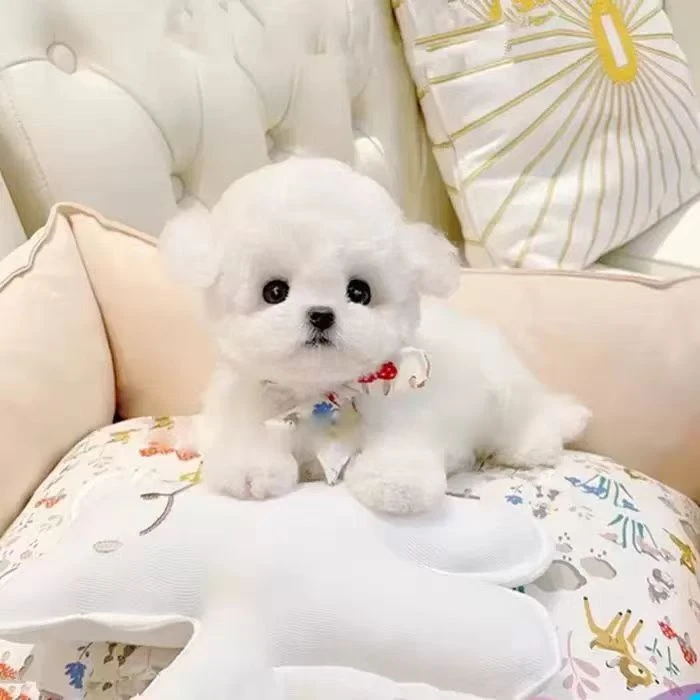 娃娃脸大眼睛韩系比熊宠物