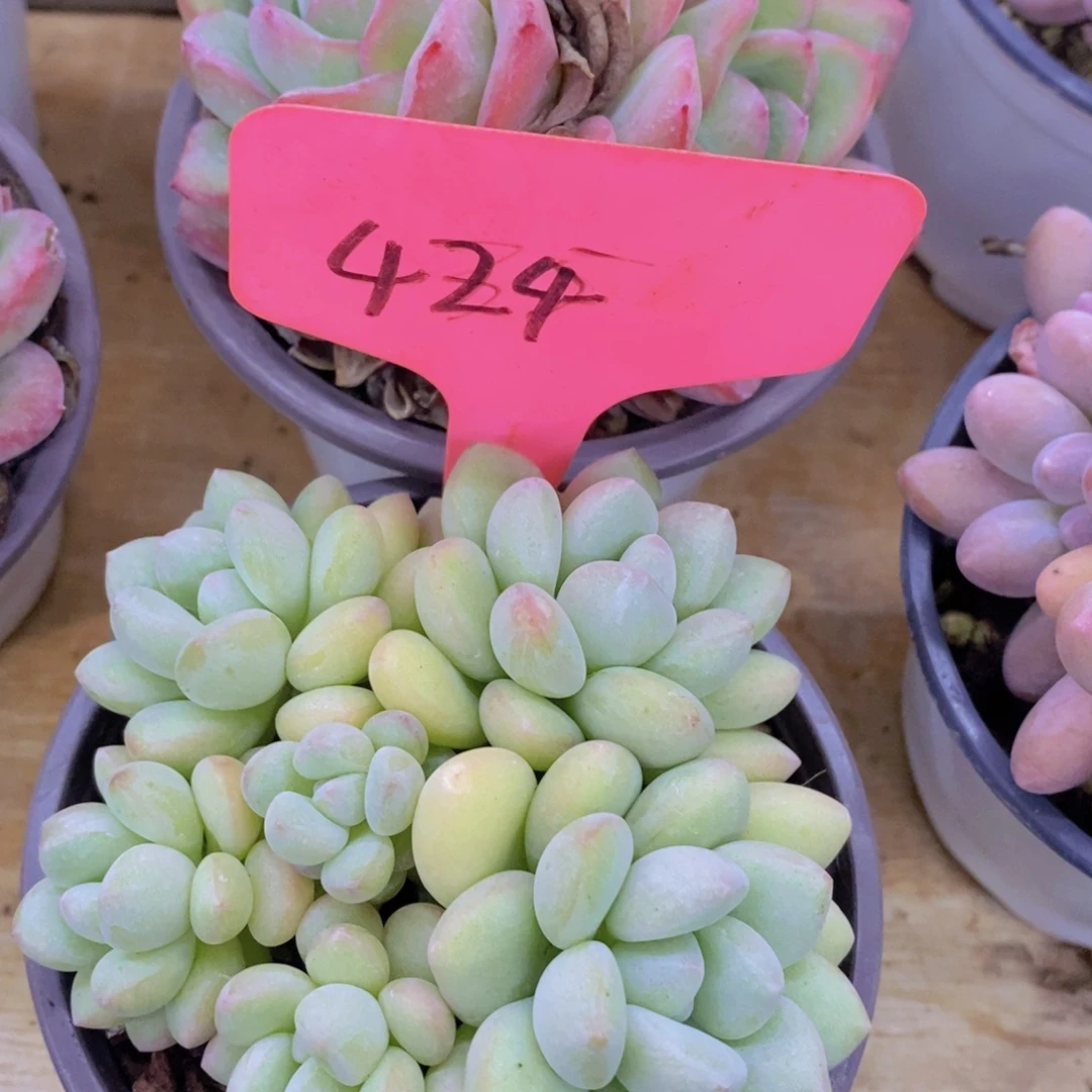 开心多肉，破价专场，今天不对比价格，