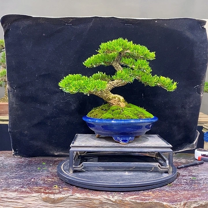 无花朵黄杨盆景四季常青