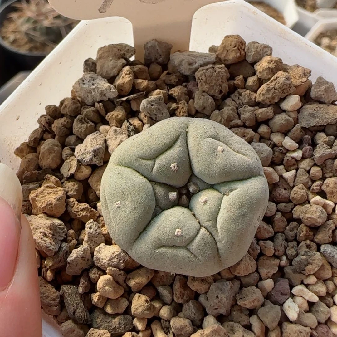 102实生草球多肉