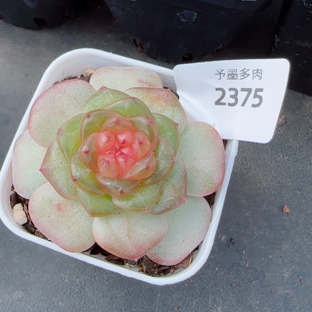 果冻糖，2395多肉植物