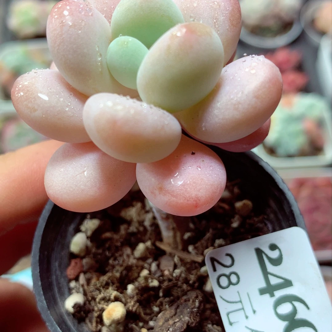 5厘米盆精控多肉246