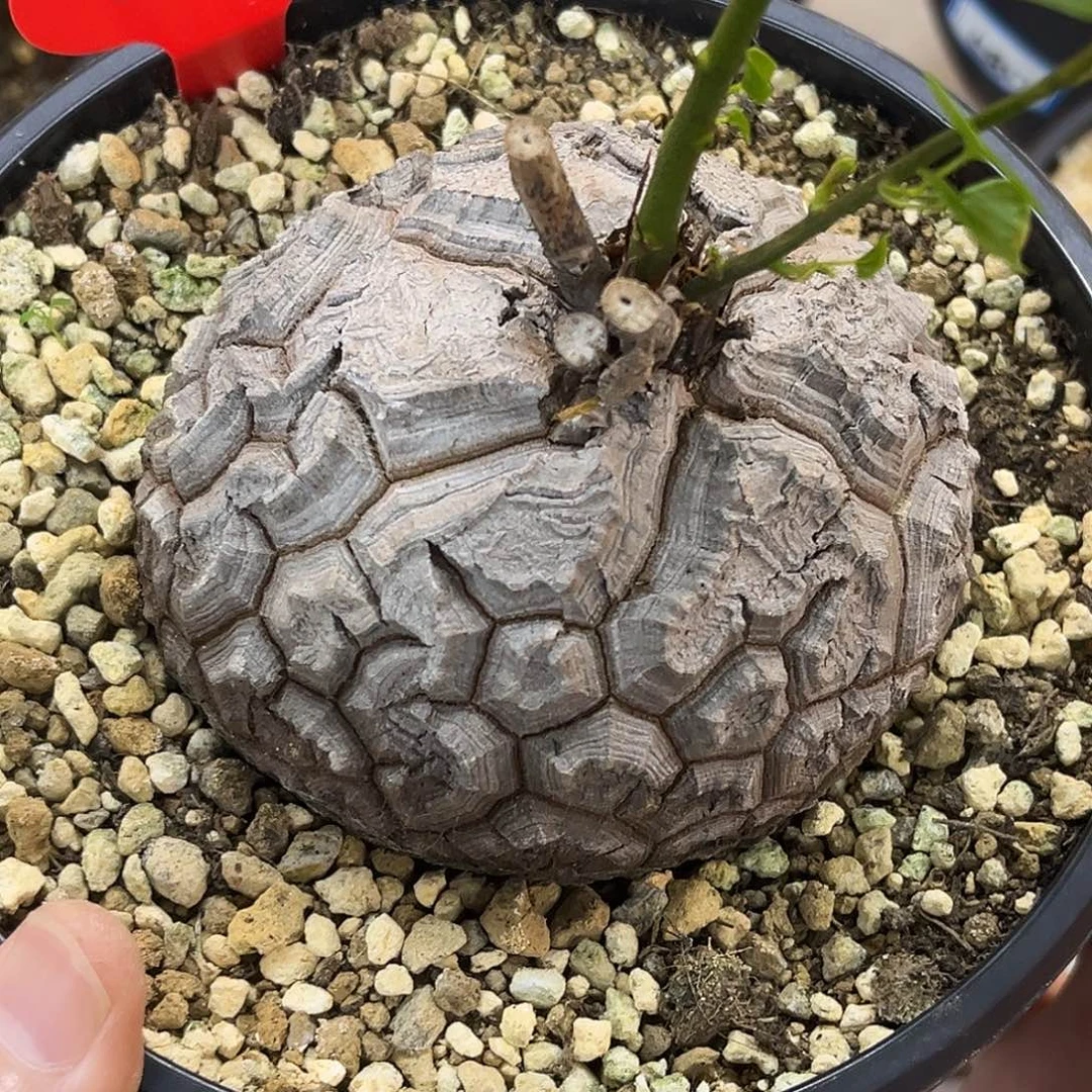 潮流植物白皮南非龟，E84