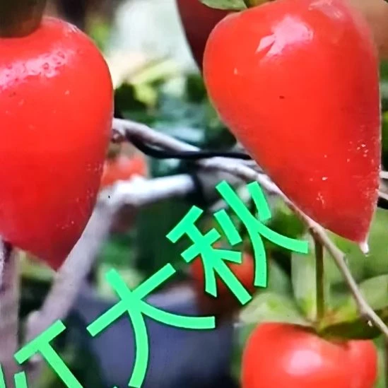 无花朵红大秋老鸦柿扦插