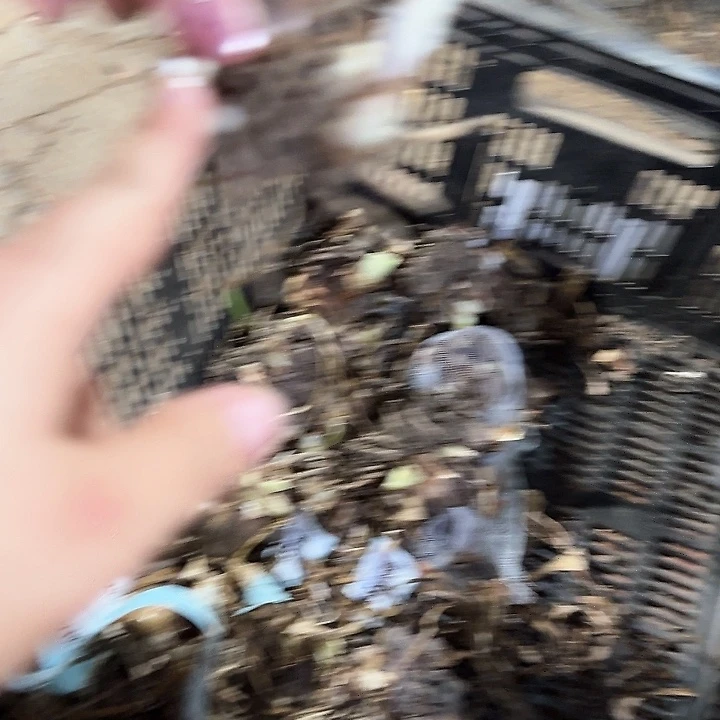 白勒香槟玫瑰4.5公分带侧芽