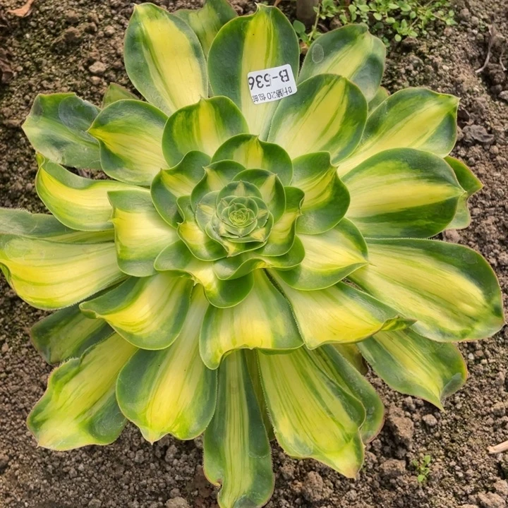 536暴君多肉12344678多肉