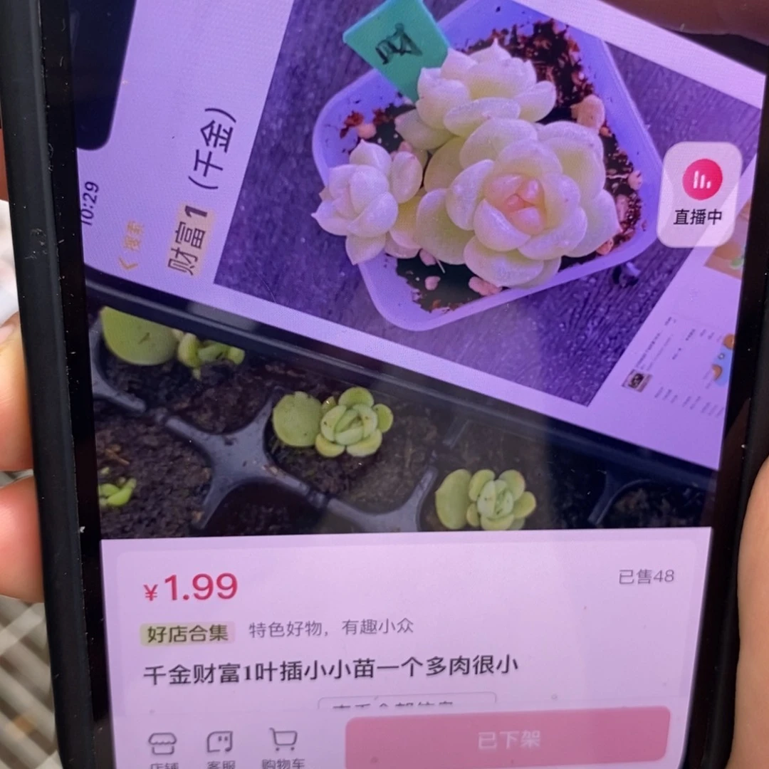 千金财富1叶插小小苗一个多肉量拍