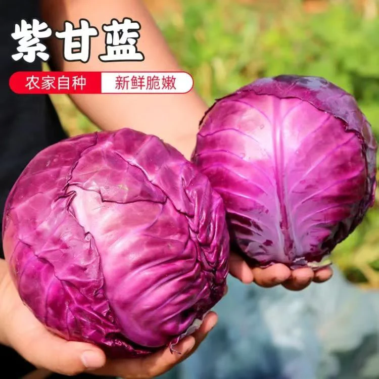 紫甘蓝露天种植新鲜甘蓝清脆爽口耐存放农家当季蔬菜