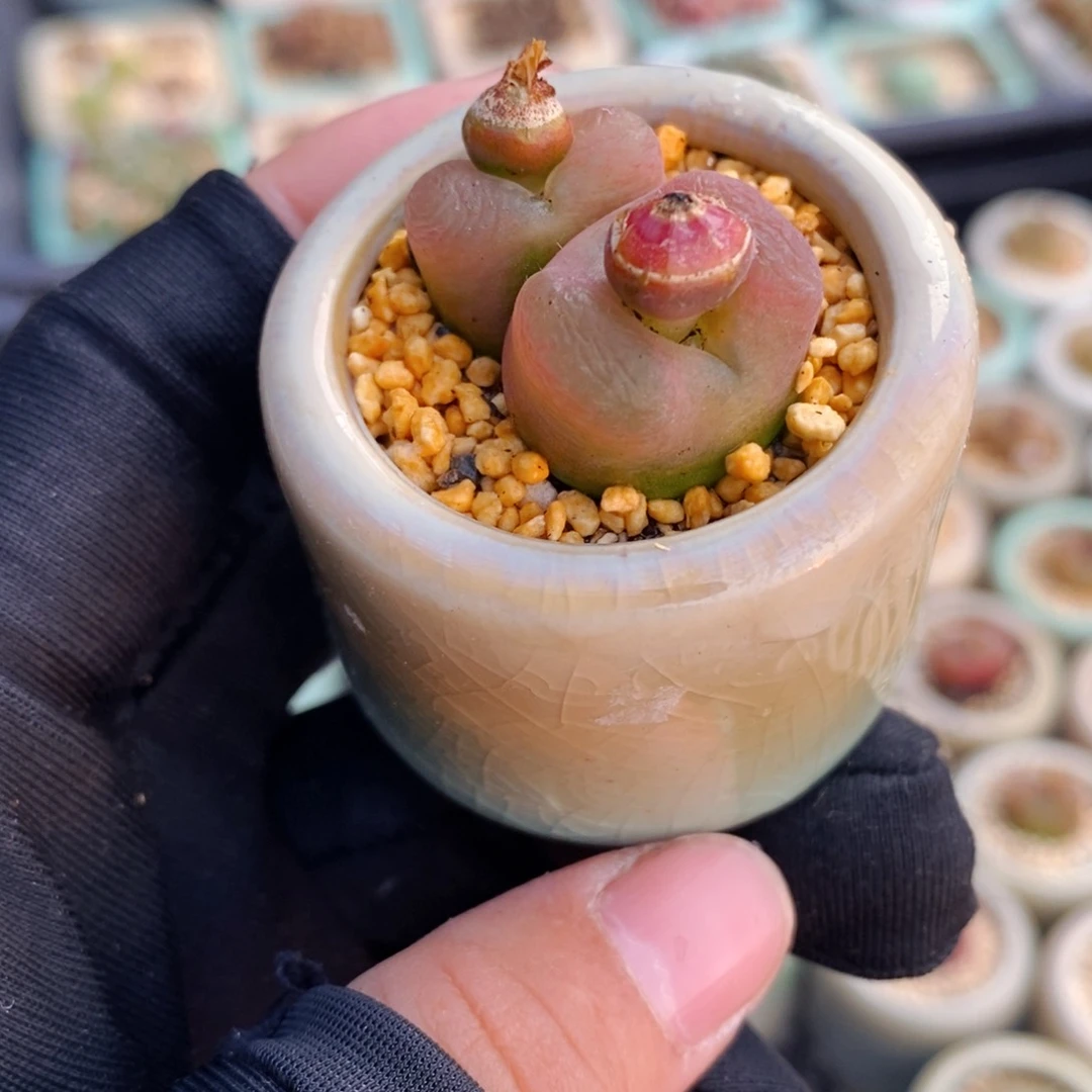 2547-一物一拍带盆