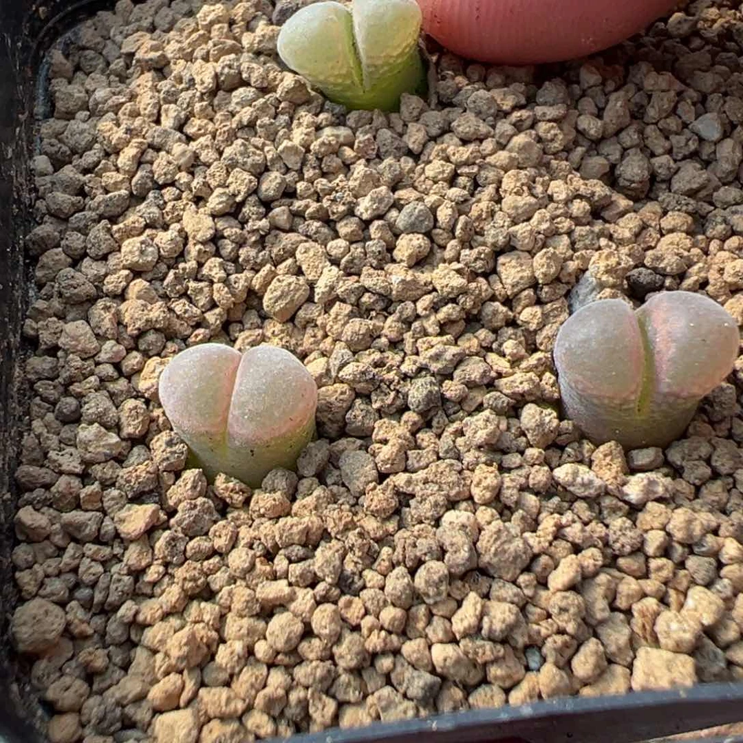 量拍鲑鱼粉风铃一颗