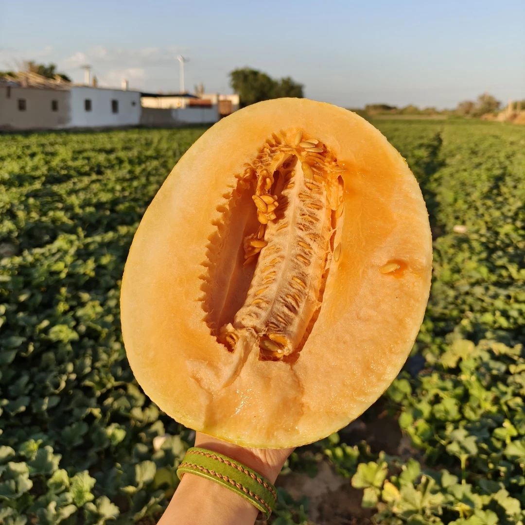 金海蜜2个装  哈密头茬瓜直发新鲜现摘现发脆甜多汁应季水果