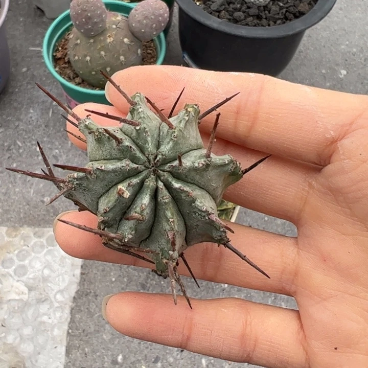 澈***仙人球仙人球仙人球