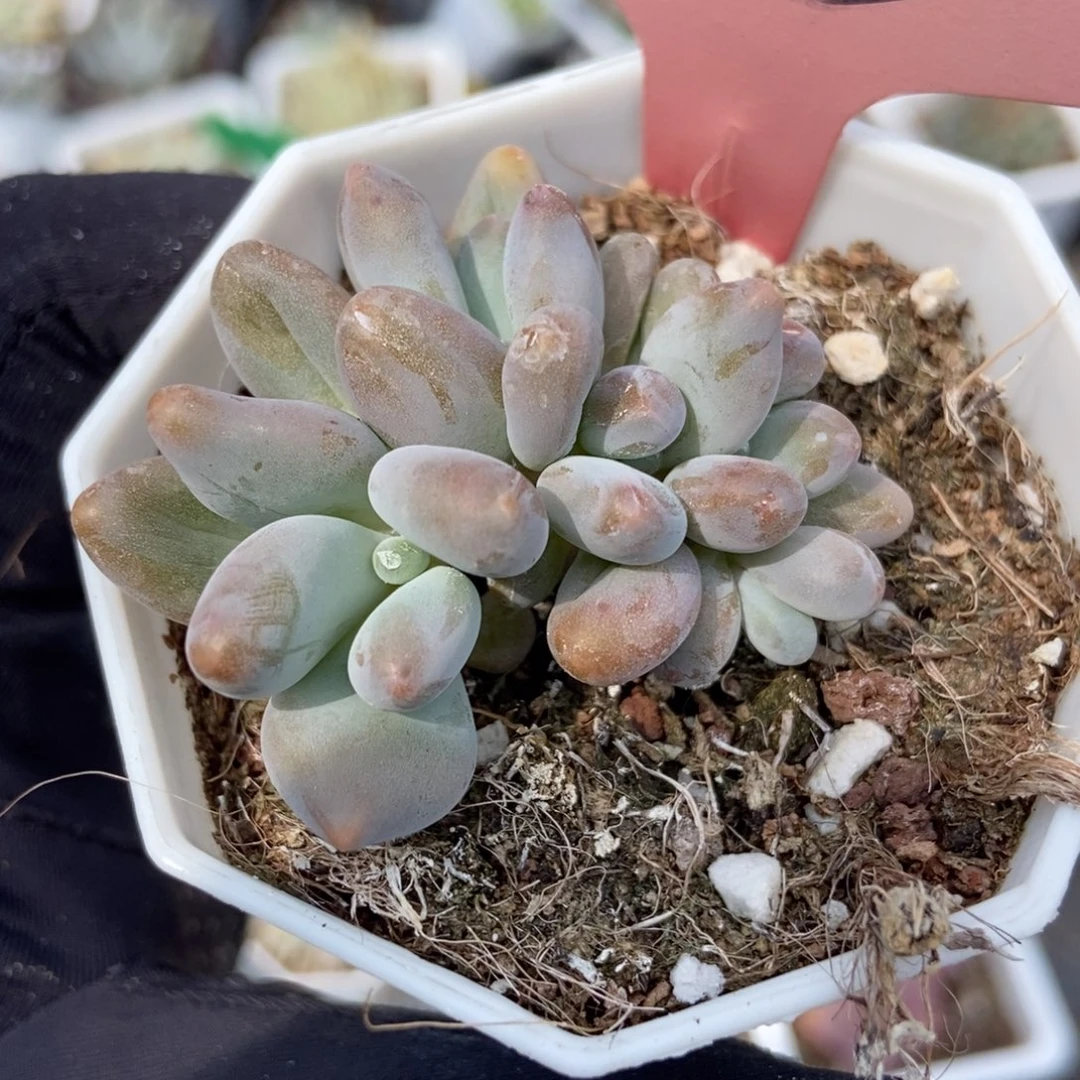 625企鹅多肉植物保护