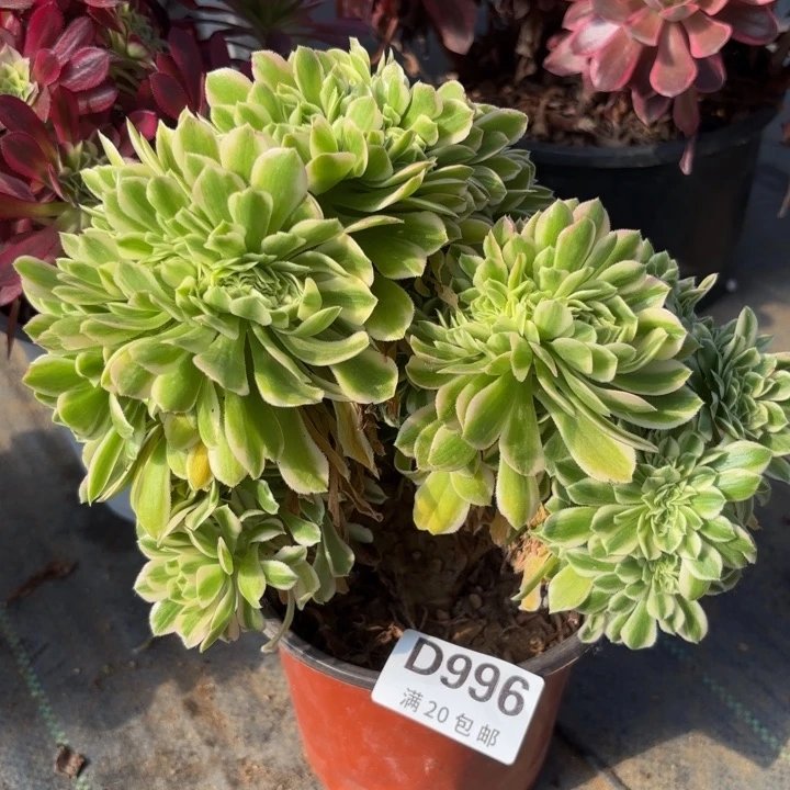 瑞妈多肉园艺996