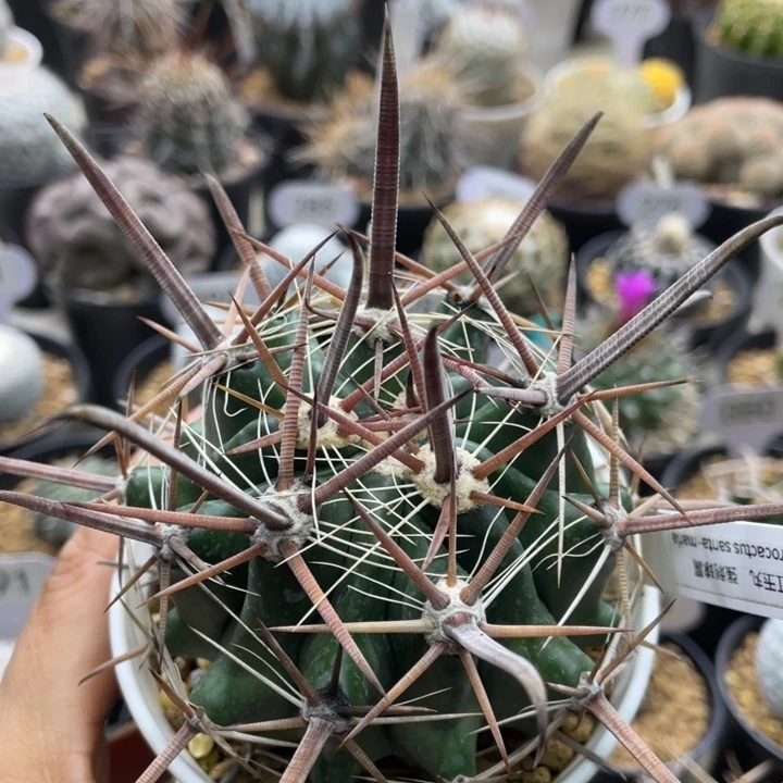红玉丸          实生根