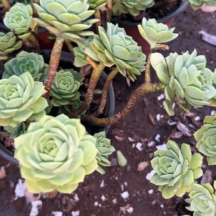 蔷薇玫瑰。