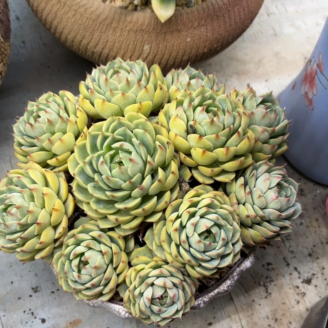 笨吧18 零零多肉植物