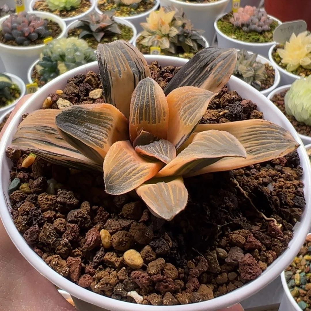 工***室叶想之森锦11111111111111