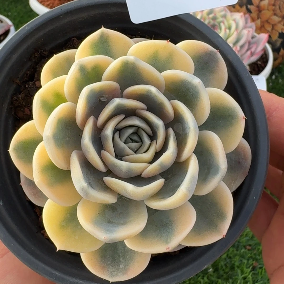 2449汉堡锦多肉植物