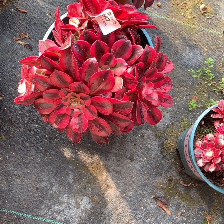 1642美杜莎多肉植物