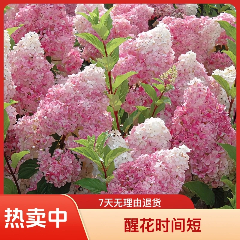 虹越欧洲木绣球盆栽玫瑰乔木圆锥香草草莓大苗无敌贝拉树苗耐寒木
