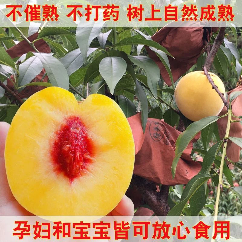 【京东次日达】湖南炎陵锦绣黄桃高山黄桃脆甜应急水果新鲜采摘黄桃同城送湖南省