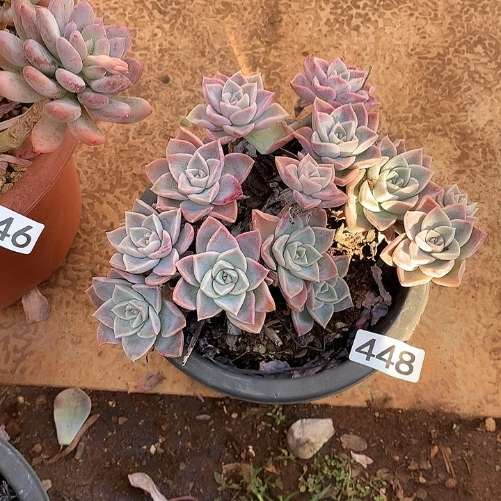 448哈利 一物一拍多肉