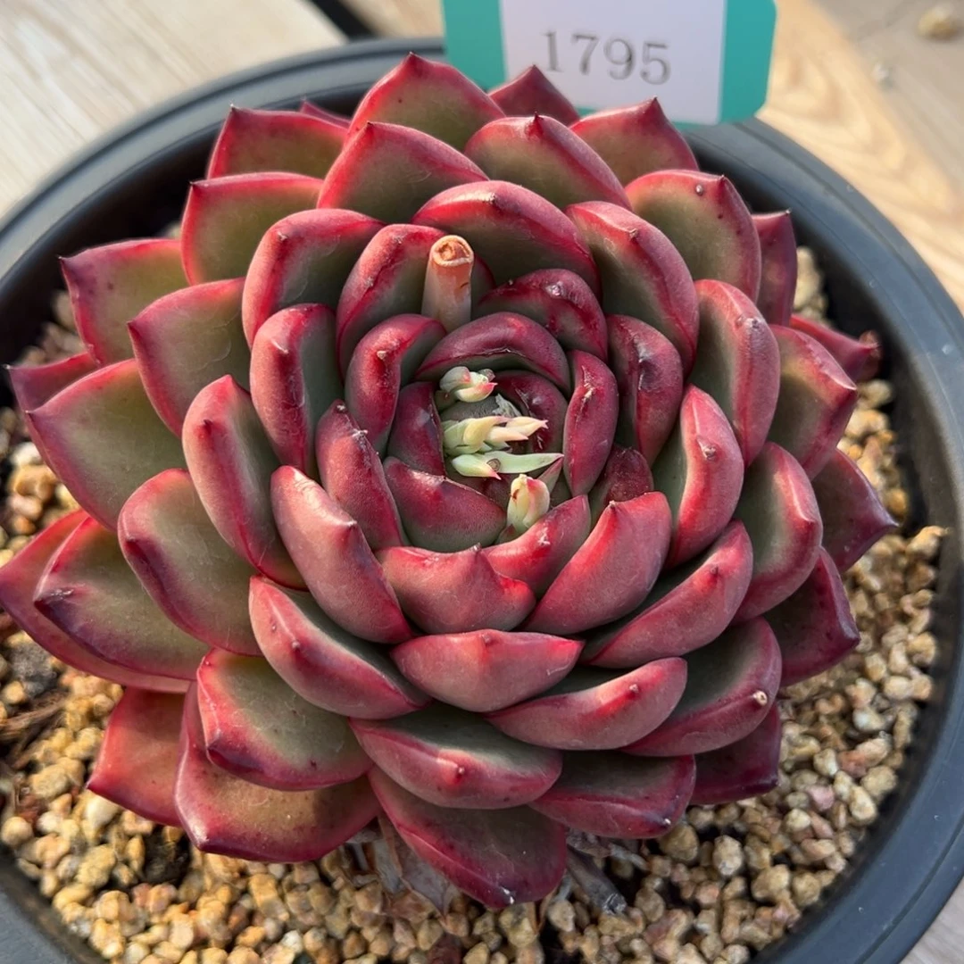 墨*1795多肉多多多多多