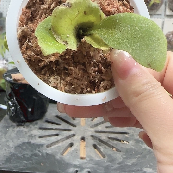 瓦查拉鹿角蕨66666