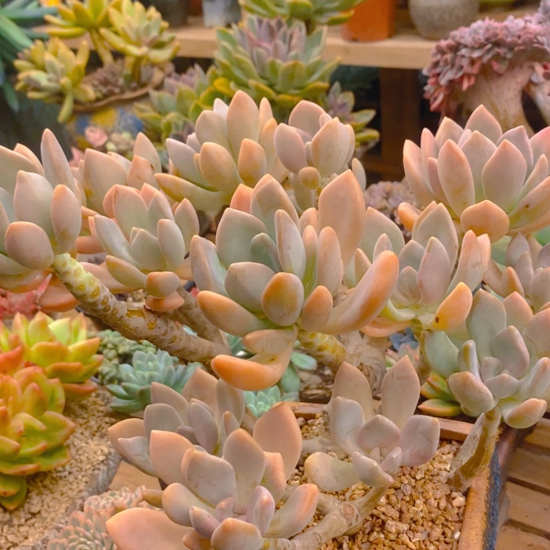 多***善多肉植物肉肉植物