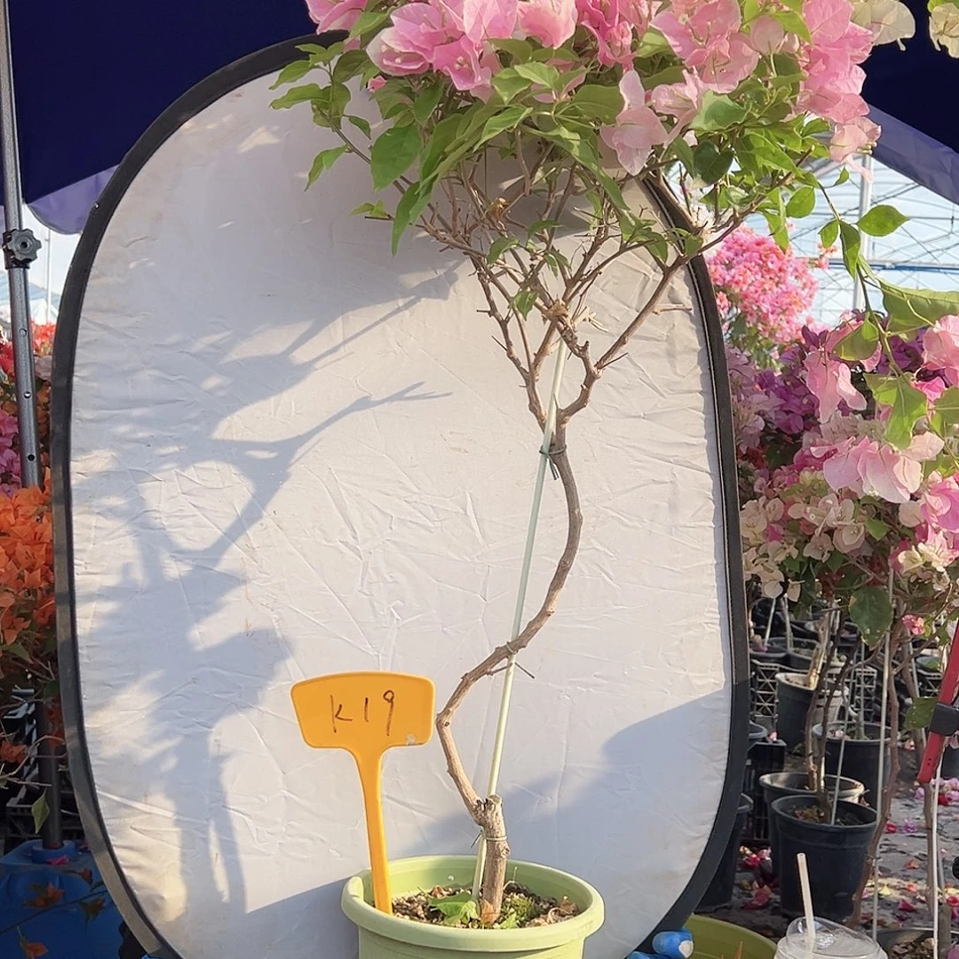 永***迹大部分花苞少量开放K19广红樱