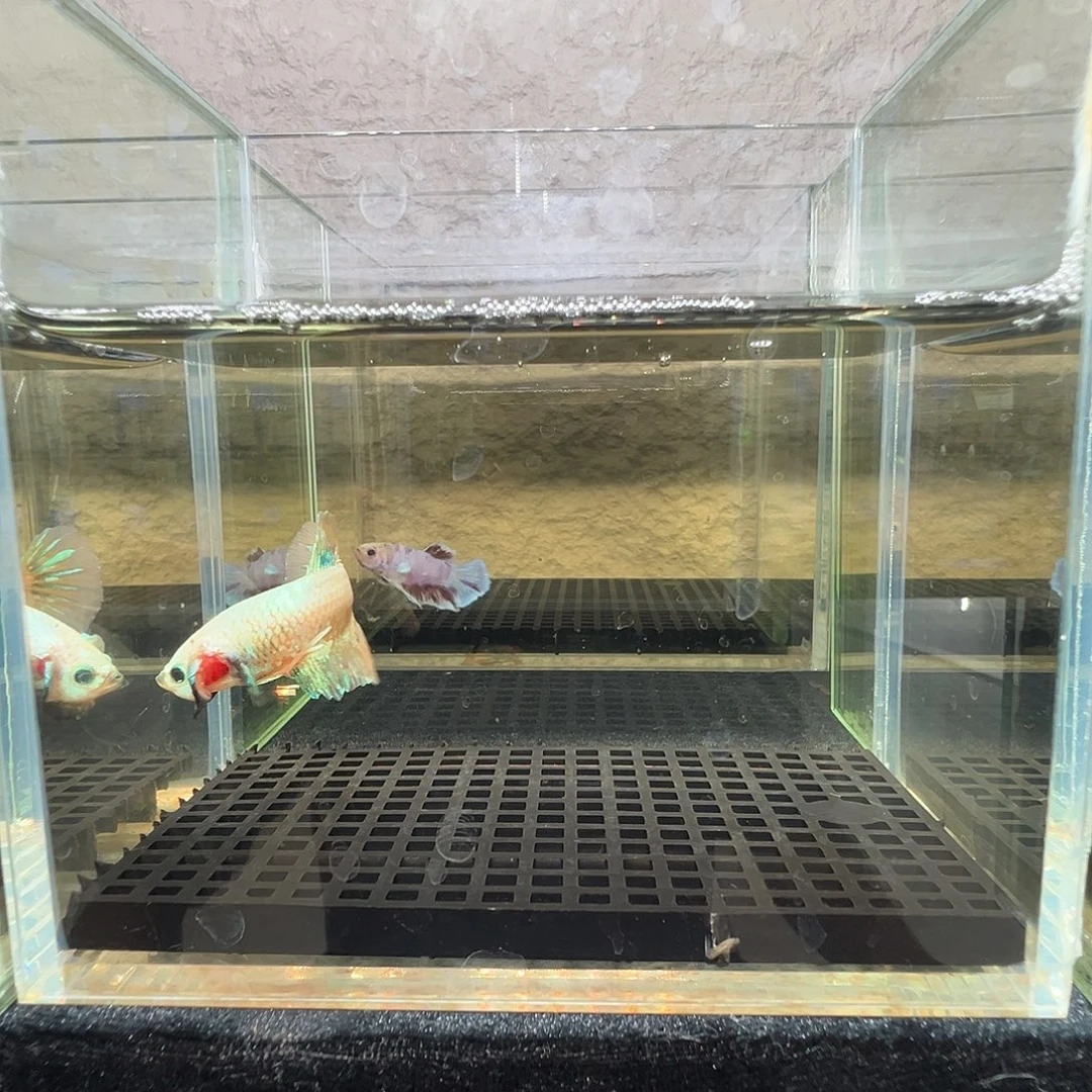 斗鱼阿浩泰斗8日10号