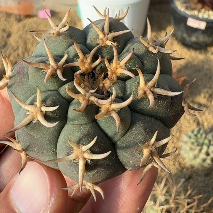 猫爪天平微根6666666666