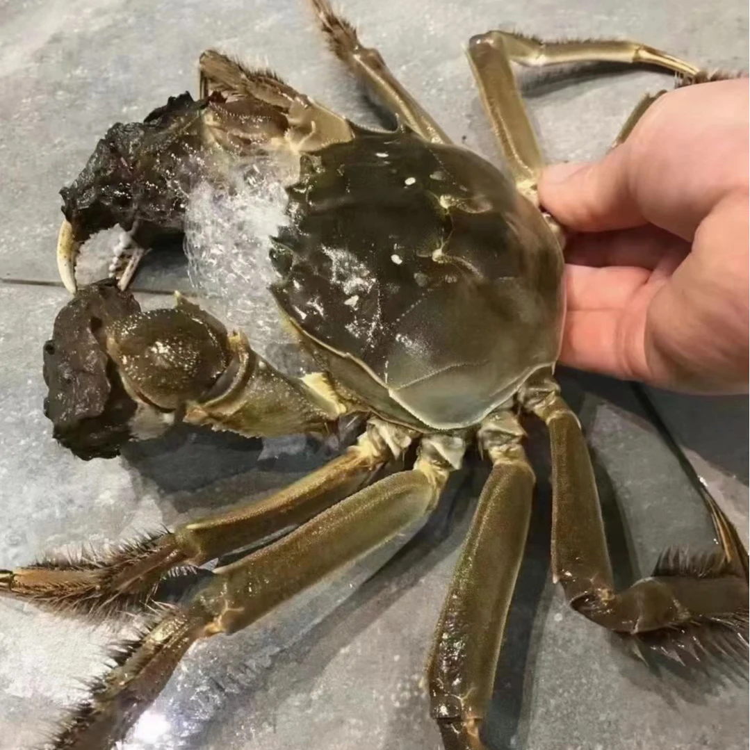 【活蟹】盘锦河蟹 1.3-1.5两全公蟹2斤 3斤 顺丰包邮