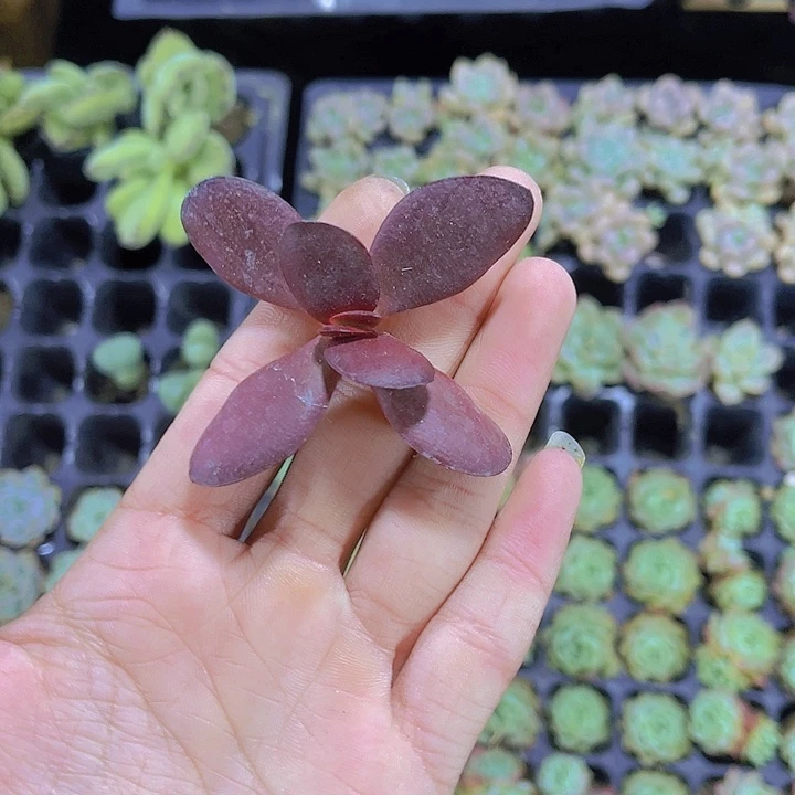 精品紫蝶多肉植物