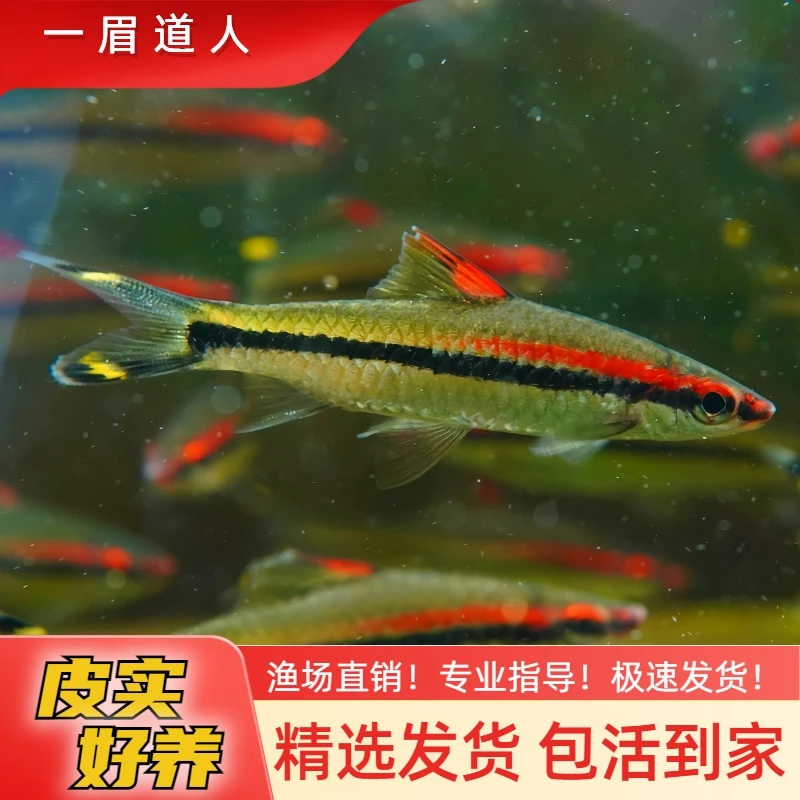 一眉道人 灯科鱼小鱼观赏鱼 热带鱼 皮实好养