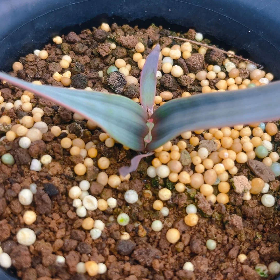 潮流植物百岁兰75折