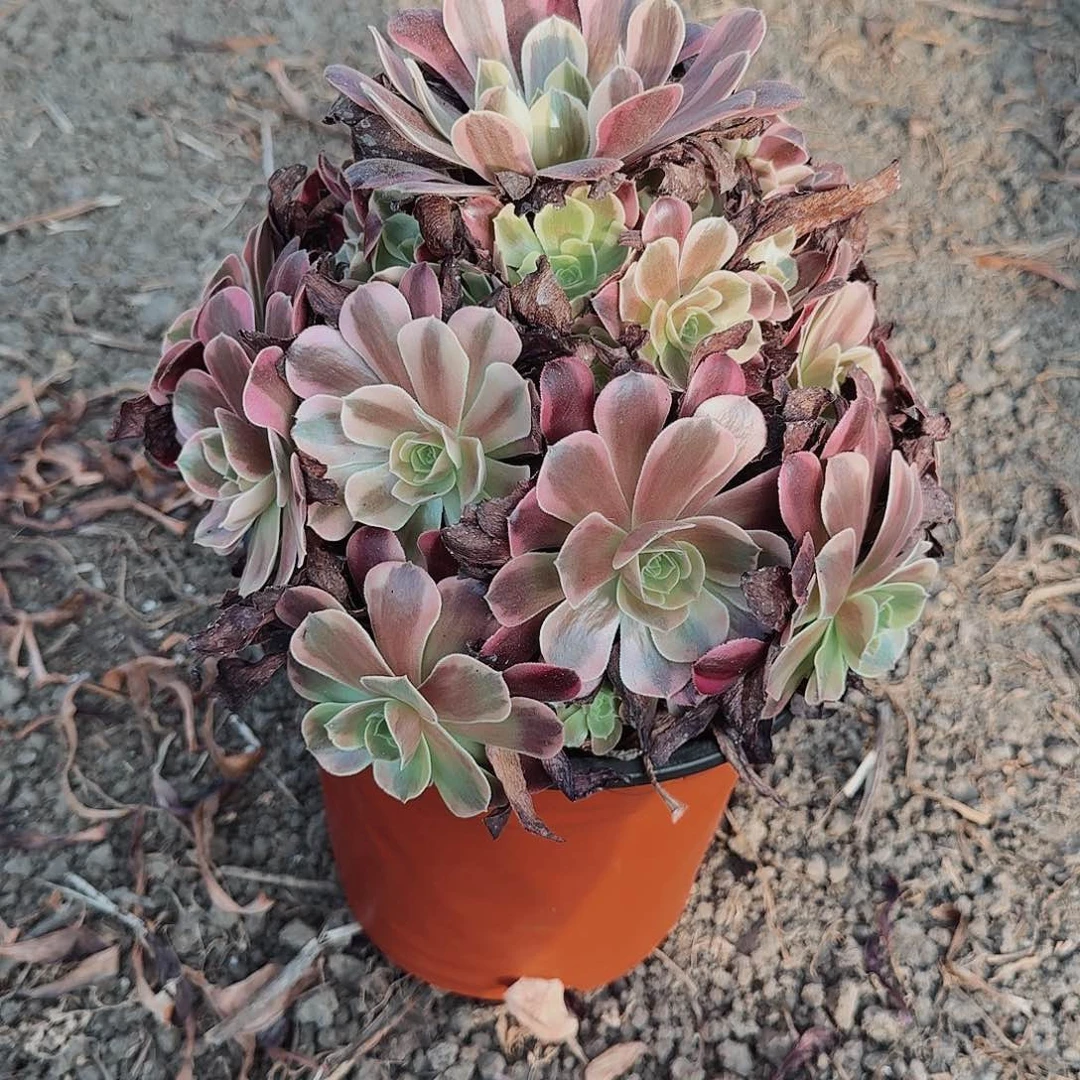 常*凤冠法师多肉美美美