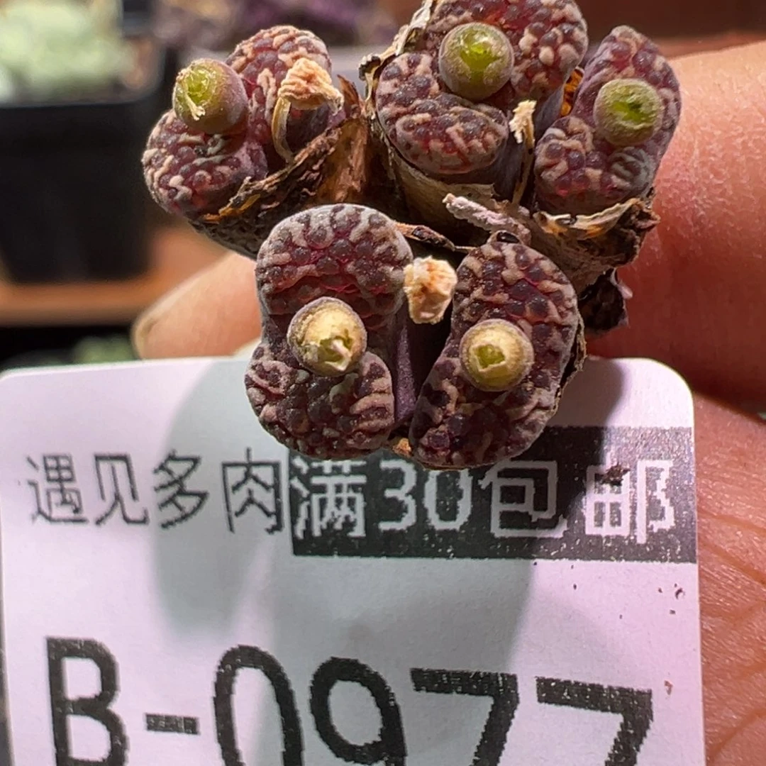 977 多肉植物1111111111111111111