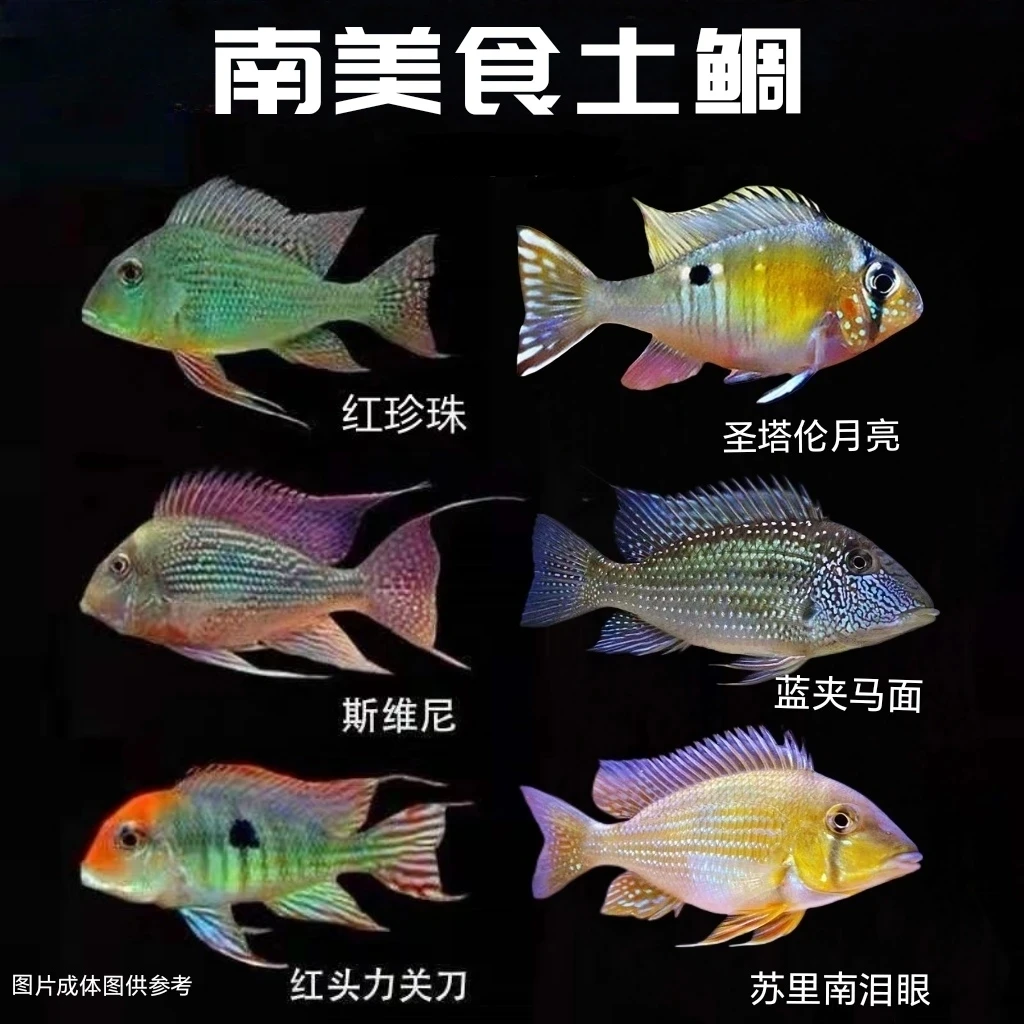 6号南美鱼圣塔伦月亮宝石皮瓦斯红头力斯维尼苏里南泪眼蓝夹马面