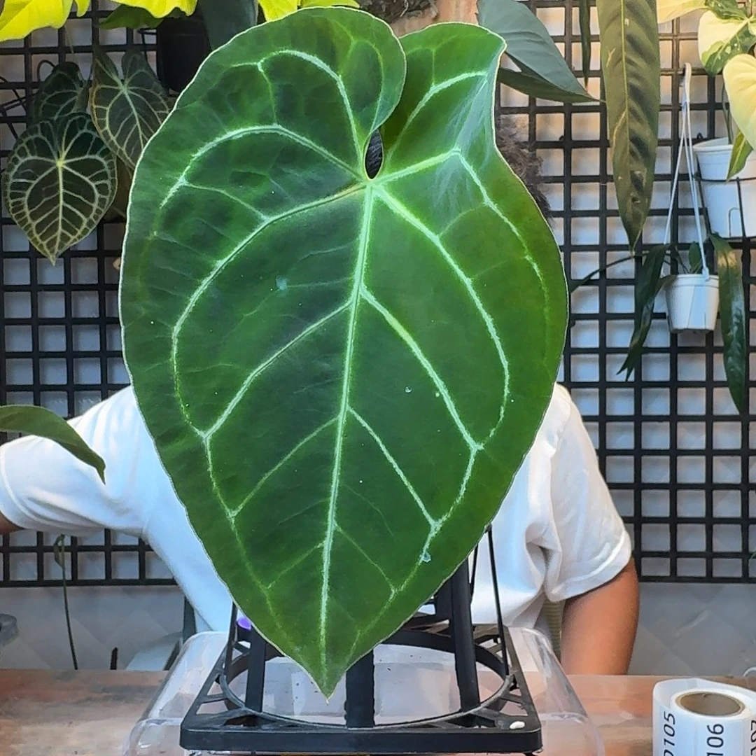 小***风无花朵一物一拍D104