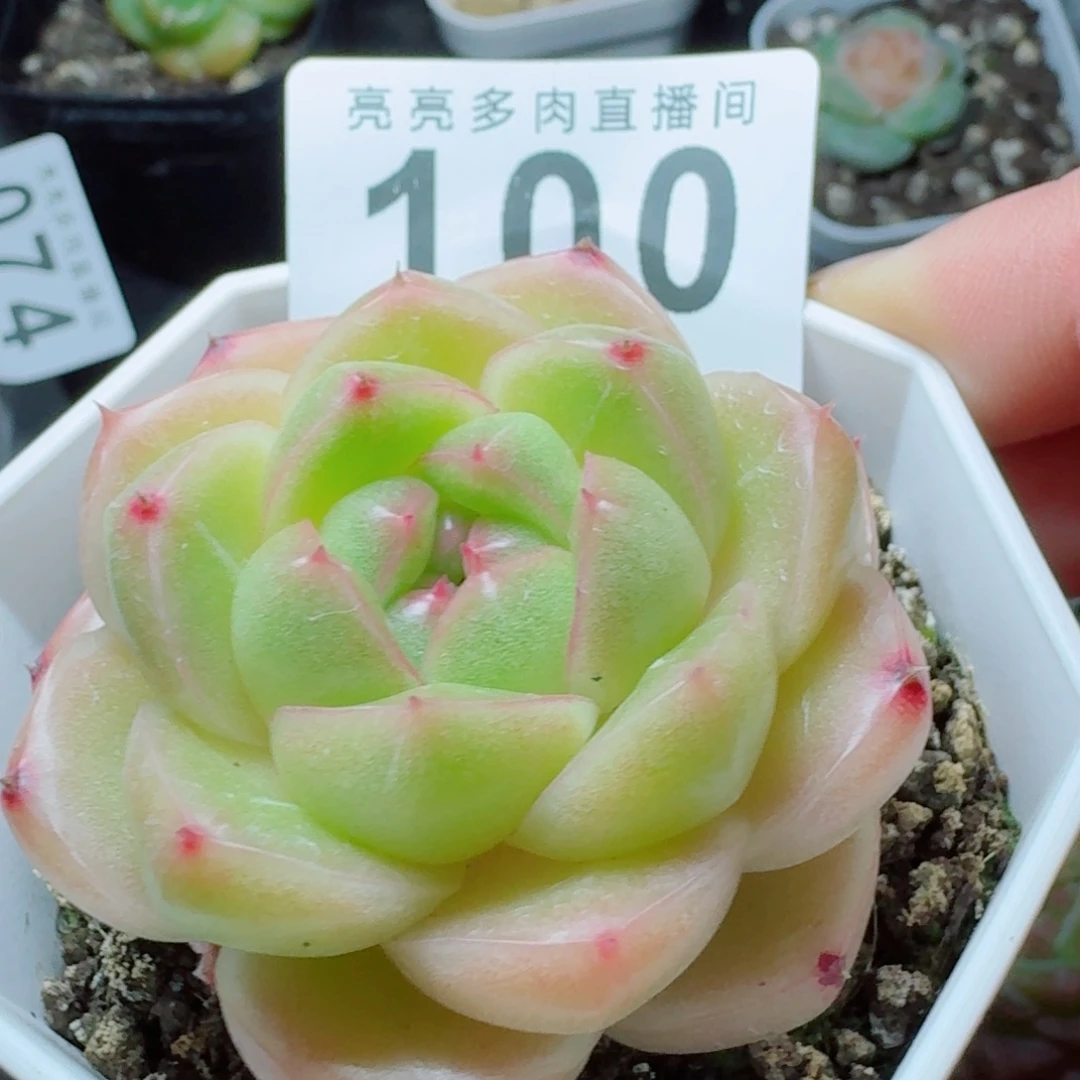 m100珍妮            精美多肉植物