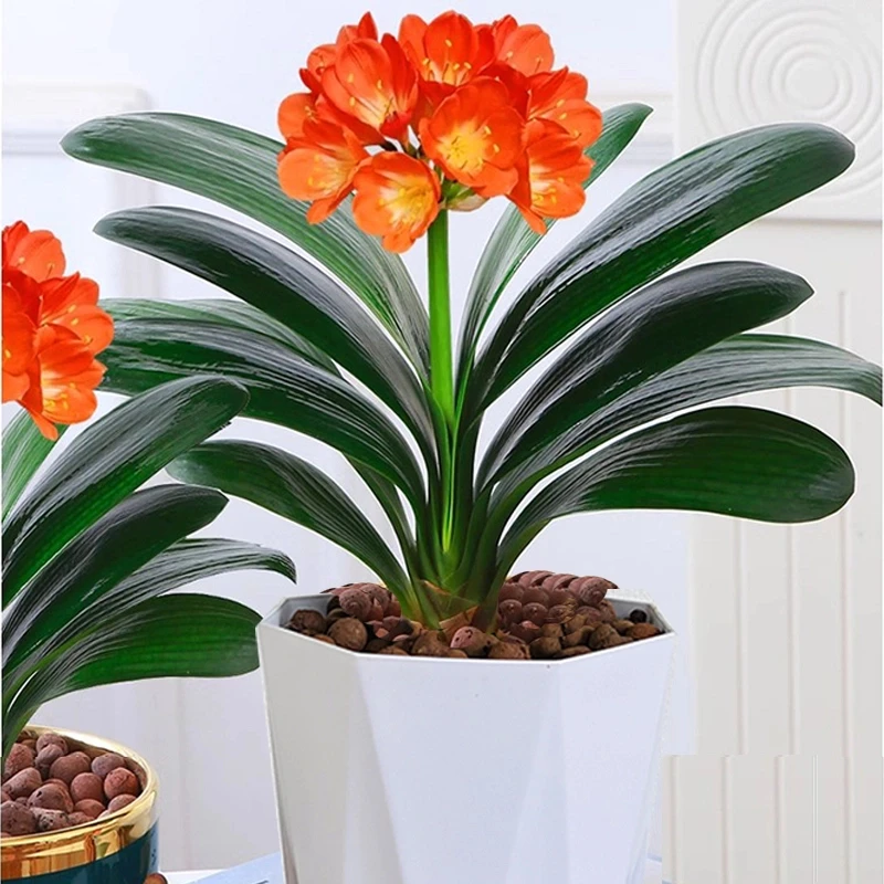 君子兰盆栽花卉绿植耐阴耐旱植物好养的室内桌面植物花卉基地直发